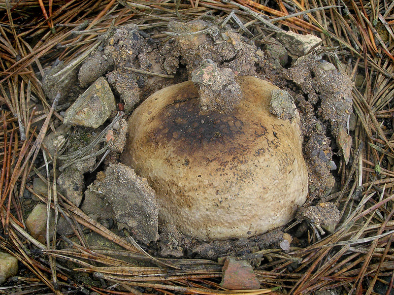 Pisolithus tinctorius